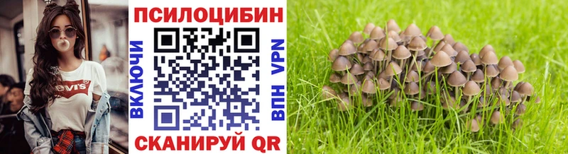 Галлюциногенные грибы Psilocybe  гидра tor  Кедровый 